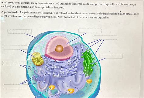 Solved A Eukaryotic Cell Contains Many Compartmentalized Chegg