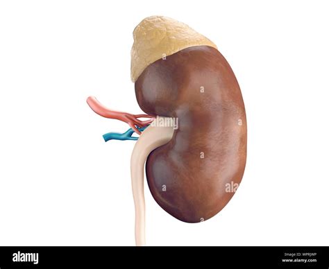 Ilustración 3D fotorrealistas de riñón humano con la glándula