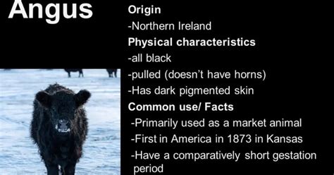 Black Angus Cattle History and Fascinating Facts Origen and History of angus cows