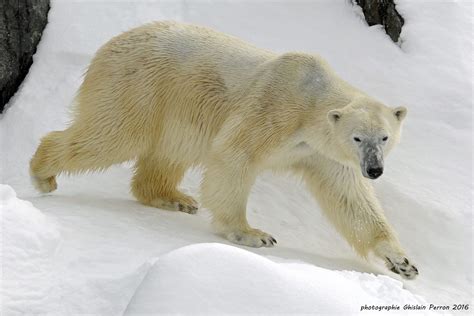 Ours blanc - Zoo sauvage de Saint-Félicien