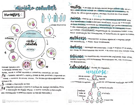 Mapa Mental Sobre Ciclo Celular Study Maps Artofit