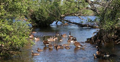 Bird Geese Ornithology Free Photo On Pixabay Pixabay