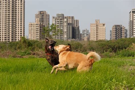 狗狗社交訓練 狗公園交朋友？當心讓狗狗從此害怕陌生狗狗！ 浪犬博士狗兒家庭教育學院 浪犬博士 狗兒家庭教育學院