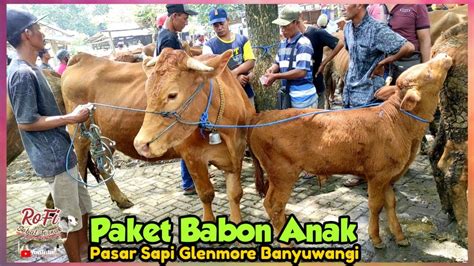 Juta Nego Paket Babon Anak Jantan Limosin Simental Pegon Youtube