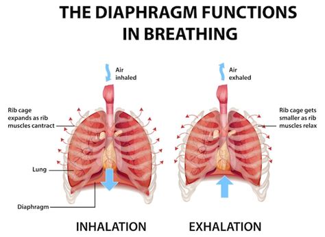 Diaphragmatic Breathing Diagram