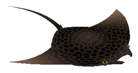 Second Life Marketplace - (7S) Rare Fish: Spotted Manta Ray