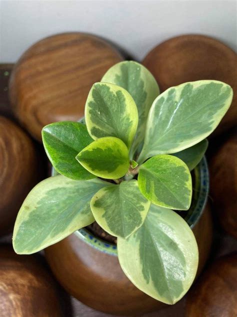 Peperomia Baby Rubber Plant Variegated With Ceramic Pot Furniture