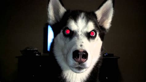 Emer The Siberian Husky Looks Evil Youtube