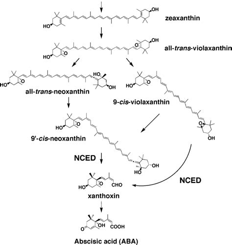 Aba Biosynthesis Pathway In Higher Plants Aba Is Derived From C Download Scientific Diagram