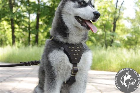 Designer Leather Dog Harness For Siberian Husky Puppy Walking And