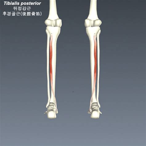 종아리하퇴의 근육 09 Tibialis Posterior 뒤정강근 후경골근後脛骨筋 네이버 블로그