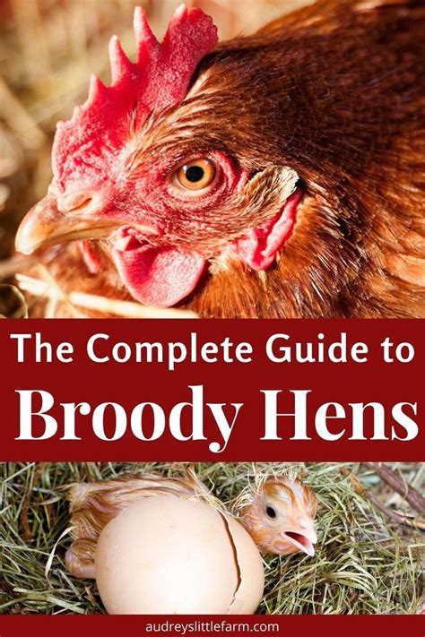 Your Complete Guide To Broody Hens Audreys Little Farm Broody