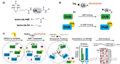 【药物设计】去泛素化酶（dub）抑制剂高效开发新范式 知乎