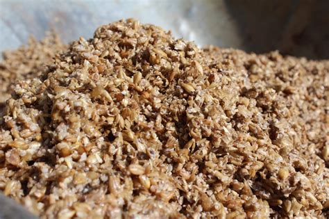 Scientists Harvest Valuable Protein And Fiber From Spent Brewery Grain