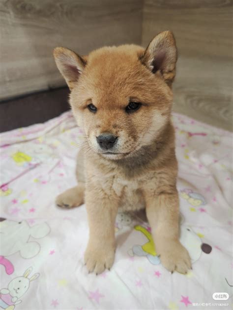 Purebred Red Shiba inu | Dogs & Puppies for Rehoming | Markham / York ...