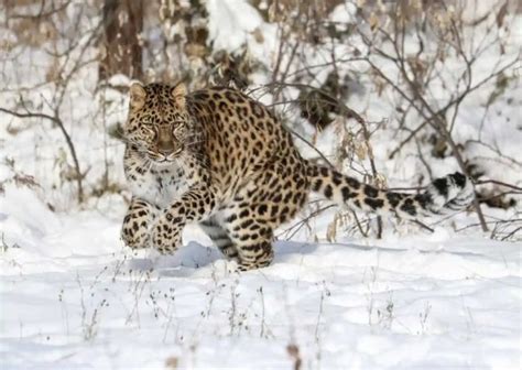 Amur Leopard Behavior - AnimalBehaviorCorner