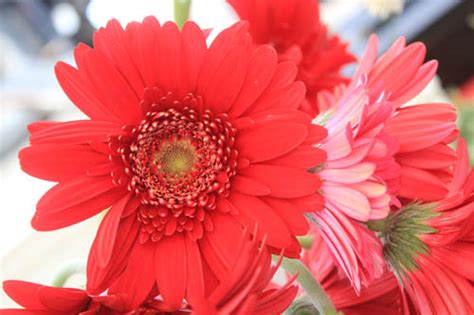 San Leandro Farmers Market At Bayfair Center — California Farmers