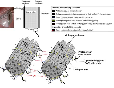 MECHANISM OF CROSS-LINKING | UK Cross-linking Consortium