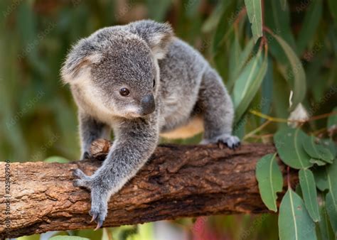 Koala joey walks on a tree branch Stock Photo | Adobe Stock