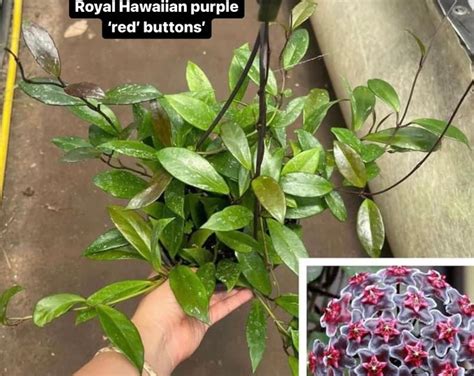 Hoya Pubicalyx Royal Hawaiian Purple Live Plant In 3 Or 4 Pot Etsy