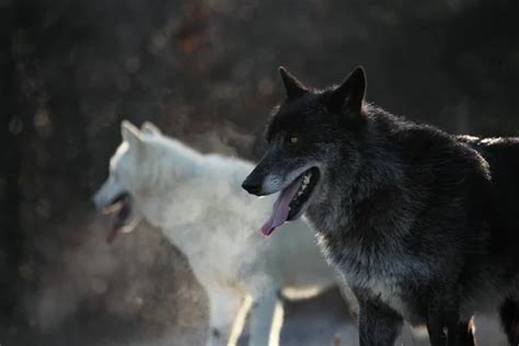 Lobo E Chacal Stock Photos Royalty Free Lobo E Chacal Images