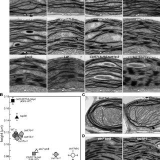 Thylakoid membrane organization and composition in cyanobacteria and... | Download Scientific ...