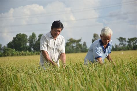 Towards sustainable rice production in Vietnam | Rikolto in Vietnam