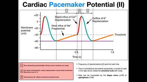 The Diagram Above Shows Components Of A Pacemaker Cell Pacem