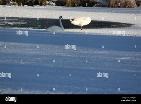 Two Swans Sitting Sunning Themselves On A Frozen Scottish Lake White