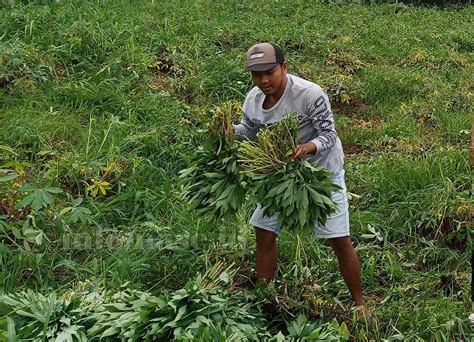 Panen Daun Singkong Untuk Warung Padang Dan Warteg Info Mase