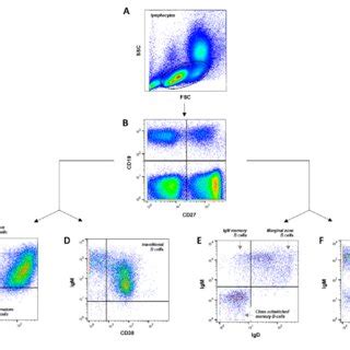 Gating Strategy And B Cells Subpopulations Frequency A Ssc Vs Fsc