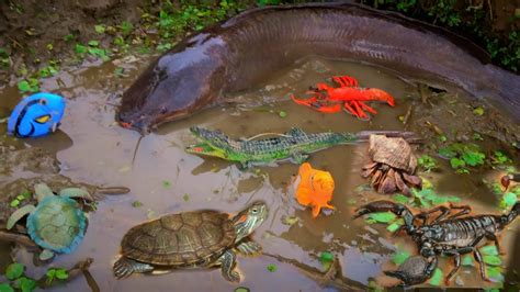 SERU Menemukan Ikan Lele Besar Di Lubang Ikan Gabus Ikan Hias Ikan