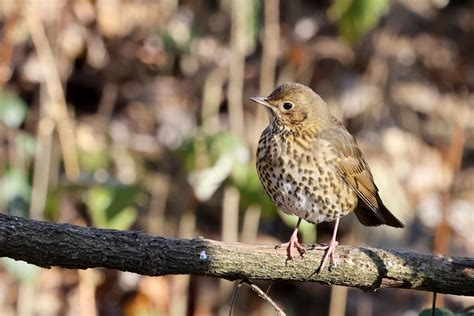 Song Thrush