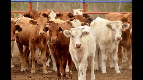 Mejoramiento Genético en el Ganado Llanero TvAgro por Juan Gonzalo