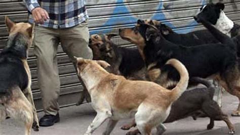 Terrible Jaur A De Perros Devora Cuerpo Humano En Celaya L Nea Directa