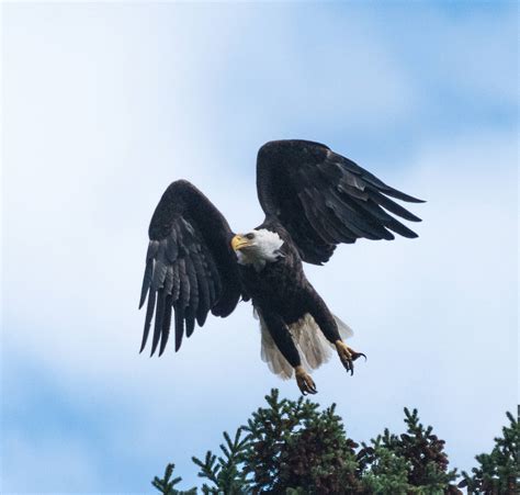 Lake Superior Wildlife - Lake Superior Circle Tour