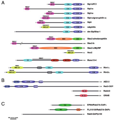 Structure Of Proteins That Function As Rab Effectors Or Regulators A