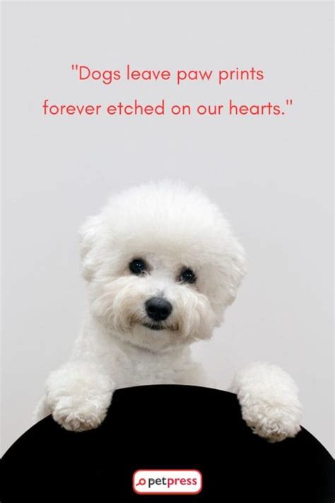 Woof-Worthy: 75 Must-Read Dog Love Quotes That Stir Emotions - PetPress