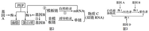 如图1表示某dna片段的遗传信息的传递过程① ⑦表示物质或结构abc表示生理过程据图回答下列问题1图中表示dna复制的过程是a