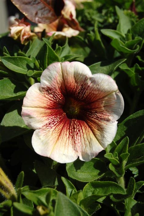 Petunia Potunia Cappuccino Petunia Garden Center Marketing