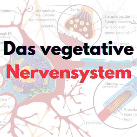 Das Vegetative Nervensystem Und Emotionale Gesundheit