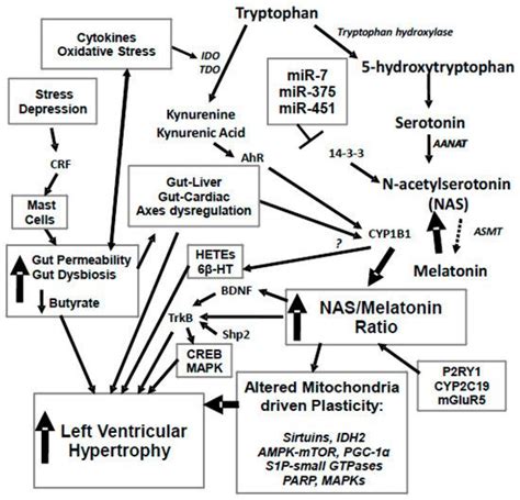 Left Ventricular Hypertrophy Pathophysiology Encyclopedia MDPI