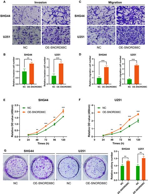 Frontiers A Prognostic Signature Based On Snorna Predicts The Overall