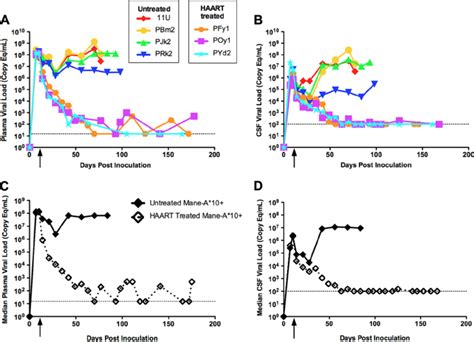 Kinetics Of Viral Replication With Haart Treatment Longitudinal Siv