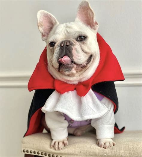 30+ Super Cute Halloween Costumes for French Bulldogs - Hey, Djangles.