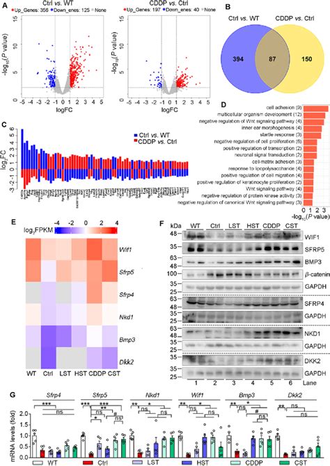 CDDP Protects ApoE E E LDLR E E Mice Against HFD Induced Heart Injury