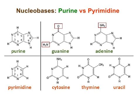 Molecular Biology 1 7