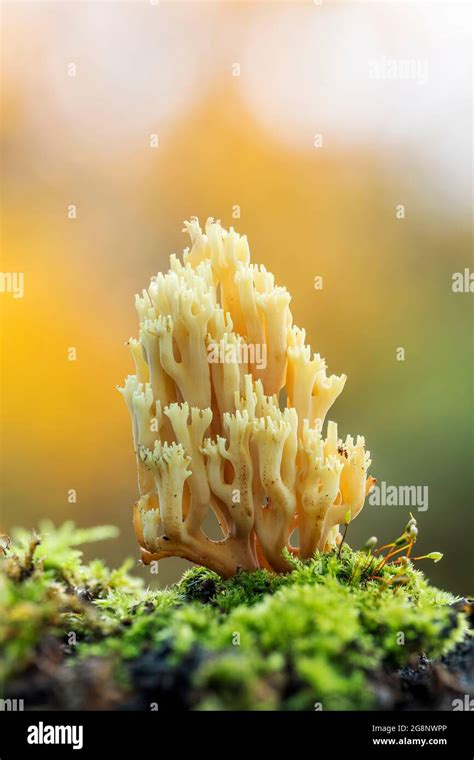 Golden Coral Fungus Ramaria Aurea Uk Stock Photo Alamy