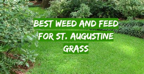 Top Best Weed And Feed For St Augustine Grass October Review