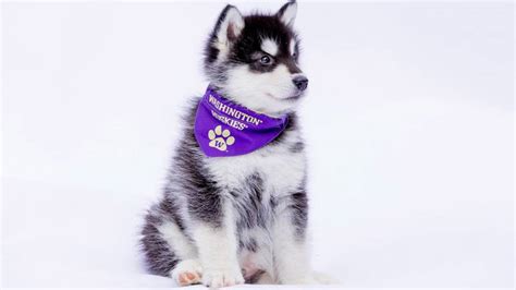 University of Washington introduces its new mascot -- Dubs II – KIRO 7 ...